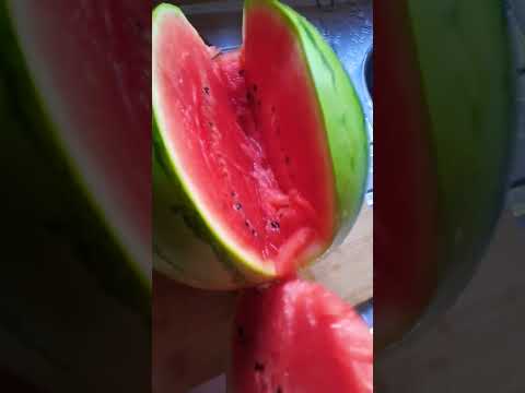 عندي بزاف متلاقيتش بي دلاعة كيما هاذي 