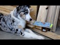 Scent Detection Training (Nose work) Scent Detection Training (Nose work)