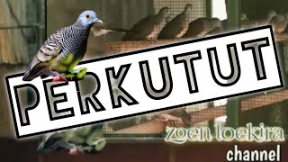 burung perkutut #perkututbangkok #perkutut by zoen loekira 196 views 1 year ago 6 minutes, 6 seconds