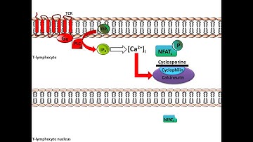 Cyclosporine - Mechanism of Action