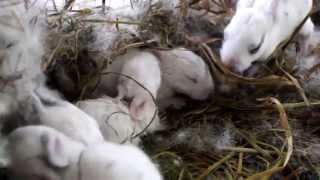8 Day Old Baby Rabbits in their Nest