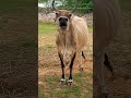cow sound | #cow | #asmr | #nature | lazy | fluffy | sad