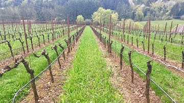 Spur Pruning Pinot Noir Vineyards without Losing Crop Yield