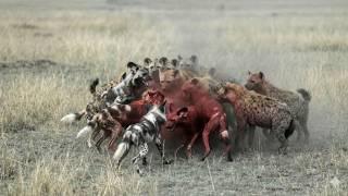 When A Spotted Hyena Clan Crossed Paths With An African Wild Dog Pack In The Savanna