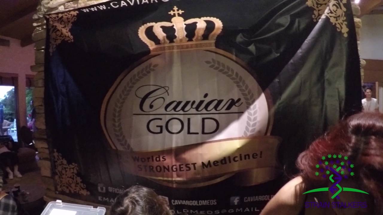 STRAIN STALKERS PRESENTS: MADZILLA'S MASION MARIJUANA FUNDRAISER FOR CANCER CURING CANNABIS CBD