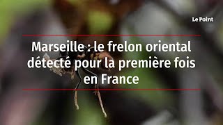 Marseille : le frelon oriental détecté pour la première fois en France