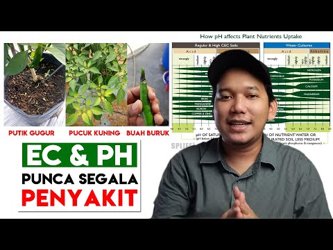 Video: Penyiraman Terlalu Banyak Dalam Tanaman Berpasu - Perkara Yang Perlu Dilakukan Untuk Tanaman Bekas Dengan Terlalu Banyak Air