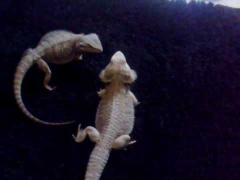 Bearded Dragons courtship/ mating