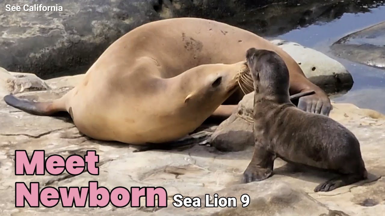 Meet Newborn Sea Lion 9