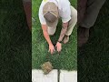 OTL Plugger available  otlstore.com #lawn #grass #lawncare