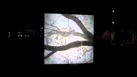 10_Shoshannah_White_Elm_Movie.m4v