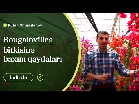 Video: Chlorophytum portağal: evdə qulluq, xüsusiyyətlər və rəylər
