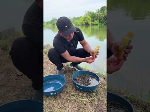 Câu cá bán tự nhiên gặp may mắn #chungnguyenfishing #shorts