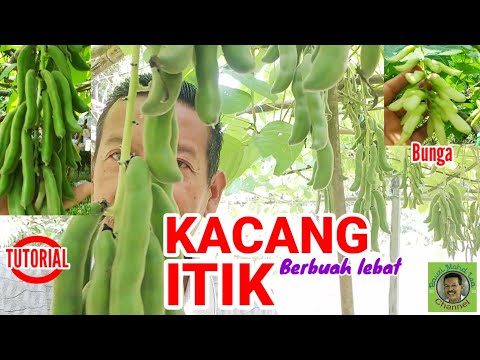 Video: Maklumat Pokok Yellowhorn - Ketahui Tentang Kacang Pokok Yellowhorn