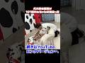 #照英 #愛犬 #cafe #ダルメシアン #いやしわんこ #可愛い