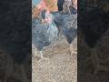 अभी समज नहीं आयेगा #poultry #farming #chicken #poultryfarming