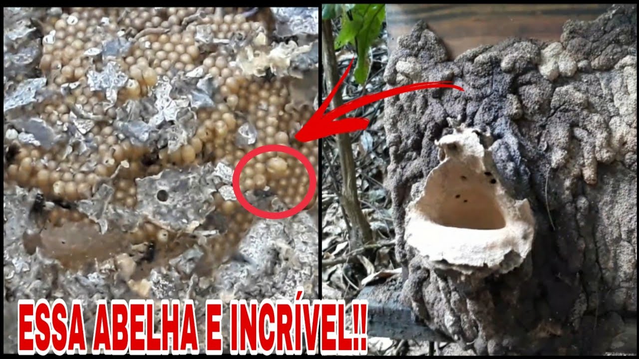 ABRI uma CAIXA DE ABELHA BOCA DE SAPO e FIQUEI IMPRESSIONADO (ESSA ABELHA VOCÊ PRECISA TER EM CASA)