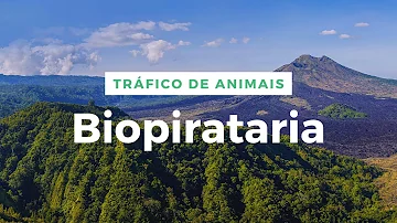 O que é tráfico de seres vivos?