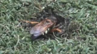 Cicada Killer Wasp Prepares her Burrow