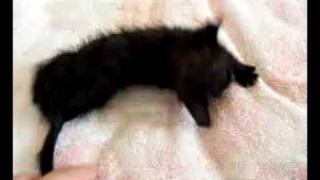 BLACK PUSSYCAT