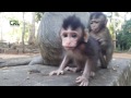 Life of monkeys Ep68, baby monkey try eating lotus,baby monkey try to wa...