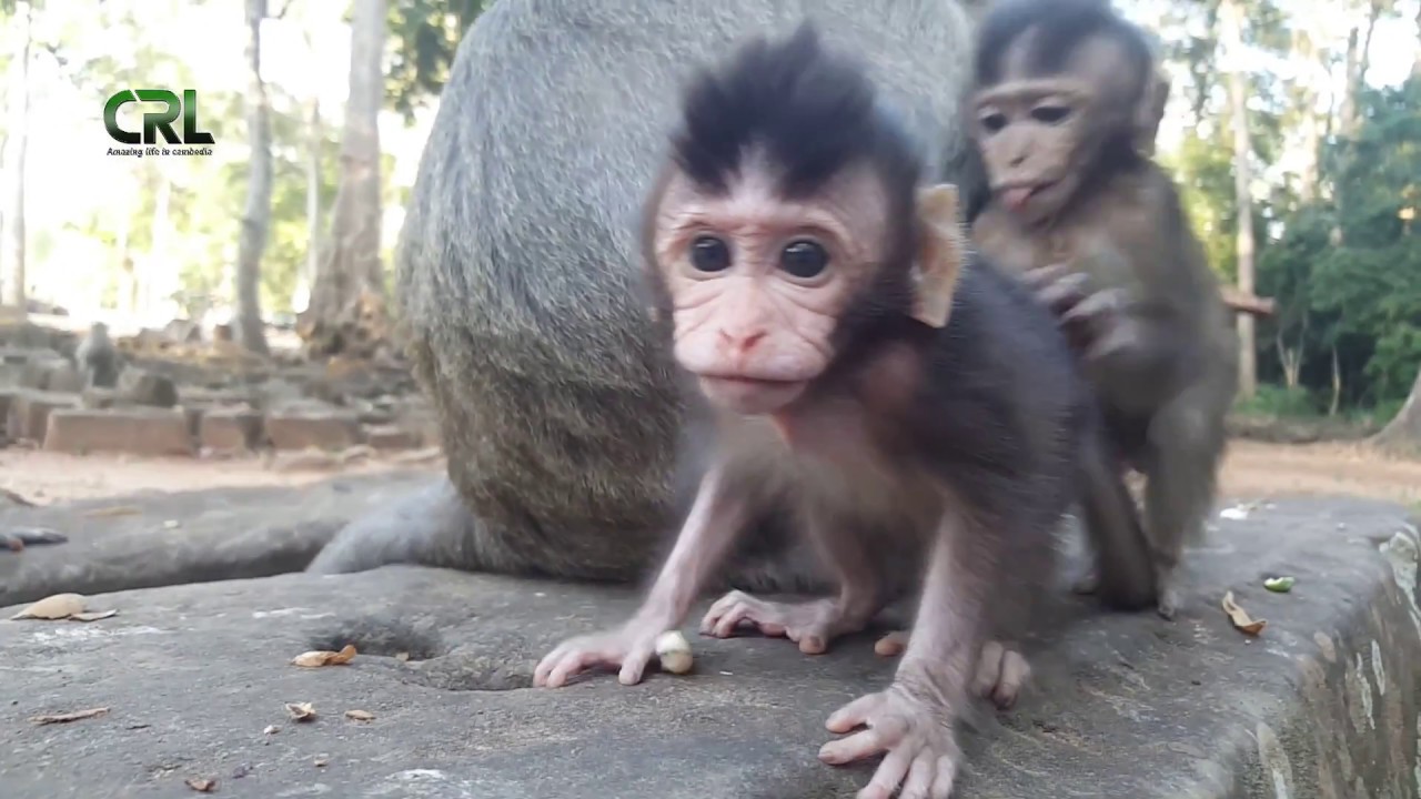 Life of monkeys Ep68, baby monkey try eating lotus,baby monkey try to