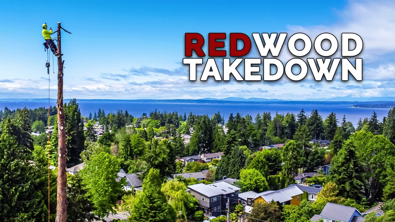 Shoreline Washington: 125 Foot Coastal Redwood