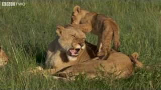 Lion Cubs Suckling - The Truth About Lions, Preview - BBC Two thumbnail