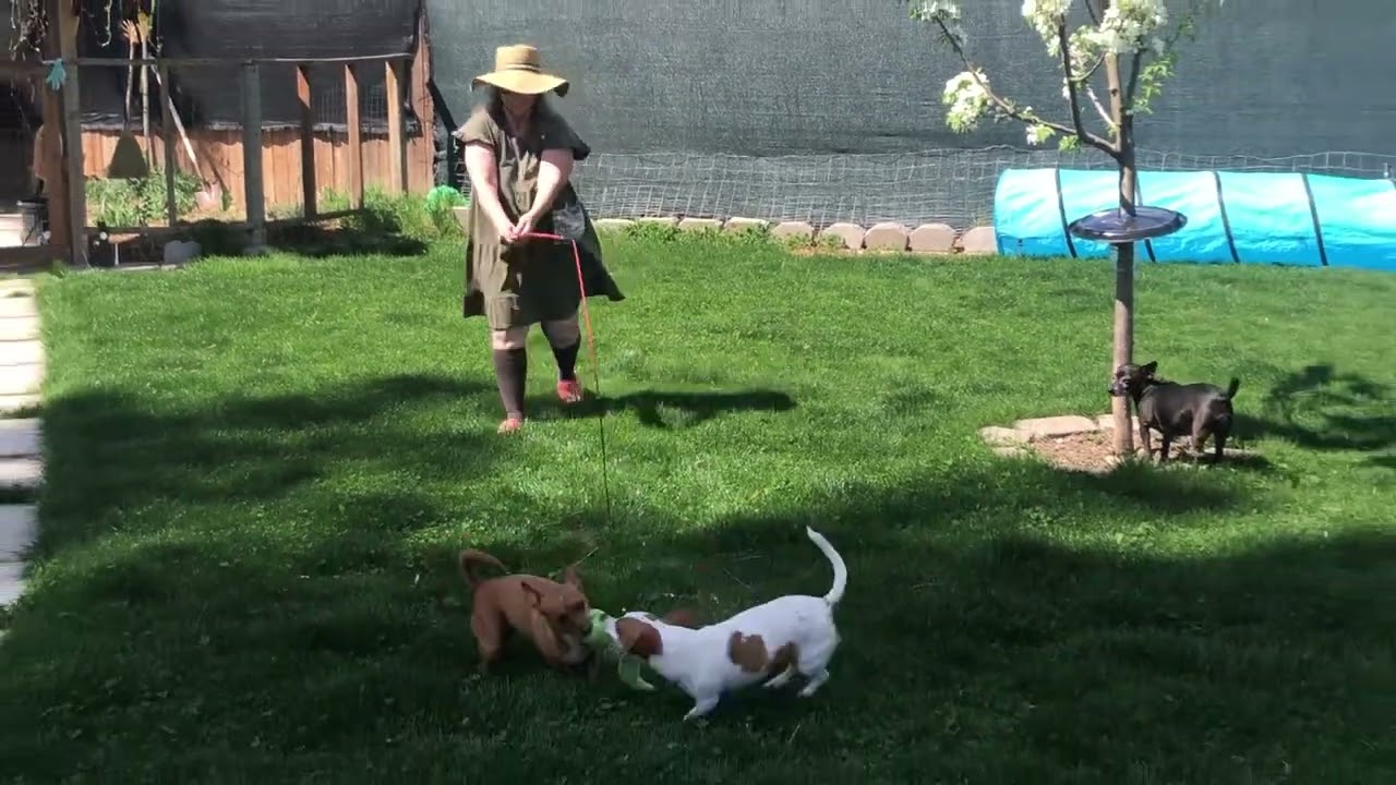 Fishing pole dog game