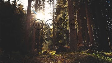 Here With The Trees by Spatial Distortion