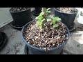 Aardappelveredeling #106 voorjaar, zaaien, planten, knollen en genieten