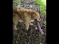 親子二代目筍大好き犬 #goldenretriever #shorts #ゴールデンレトリバー #ibukikohaku #ビスとイロハ