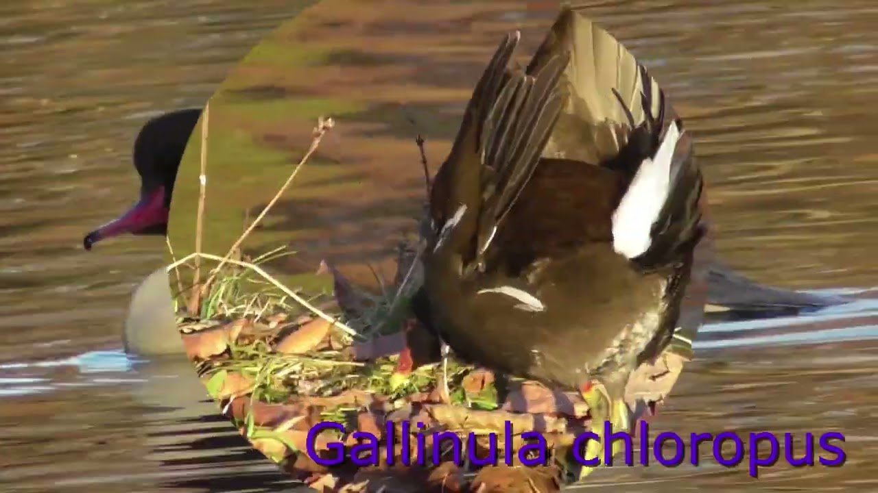 November evening by the lake ; Novemberabend am See ; Seară de noiembrie pe lac