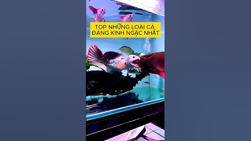 TOP Những Loài Cá Đáng Kinh Ngạc Nhất - BETTA COFFY - P3 #shorts #betta #bettacoffy
