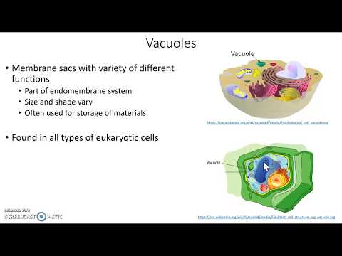 Video: Paano gumagana ang Endomembrane system?