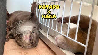 カワウソコタローとハナ　コタローのゴロンを真似するハナ　Otter Hana Copies Kotaro’s Roll Over