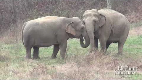 The Elephant Sanctuary | Minnie, Debbie and Ronnie