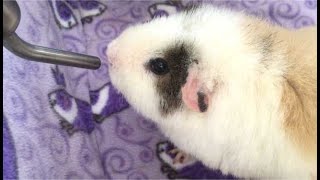 Why Does My Guinea Pig Drink a Lot of Water: Reasons and Solutions