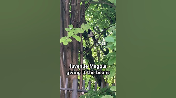 Young Magpie shouting it’s mum & dad in Liverpool, England. #Birdlife #magpies #Liverpool
