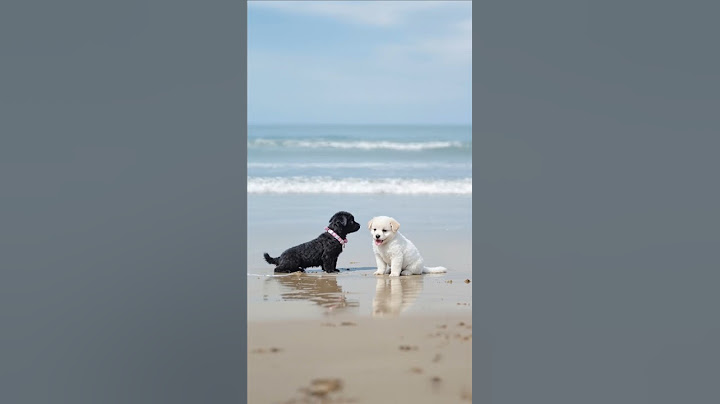 cute puppy playing video #puppy #cute #cutedog #dog #animals #shorts