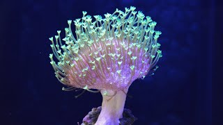 Red Sea Max 130 litros - Update 1 Mês // Soft Corals Reef screenshot 5