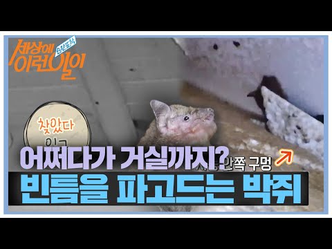 빈틈이 없는 거실까지도 비집고 들어오는 ‘집박쥐’ㅣ순간포착 세상에 이런 일이(Instant Capture)ㅣSBS Story