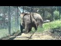 Grizzly Bears mating @OaklandZooCA 5-23-21