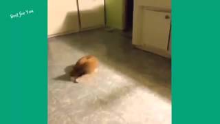 Шутки и приколы с котами Шутки и приколы с котами