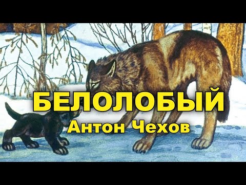 Белолобый. Антон Чехов