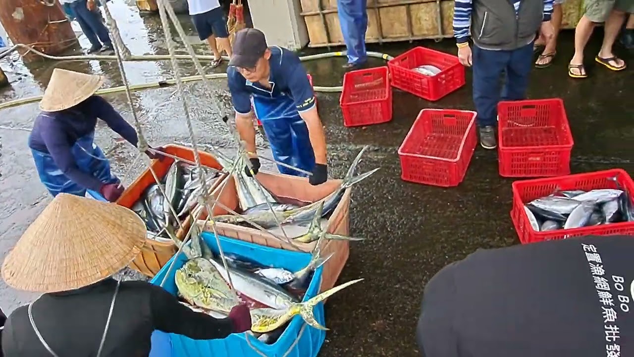 【漁港大冒險】中大獎了！直擊定置漁場「巨型石喬」霸氣上岸，鬼頭刀、港瓜瘋狂大開箱！ 粉鳥林漁港 定置漁場 fish 1