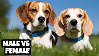 Male Vs Female | Beagle | 10 Differences Between Them