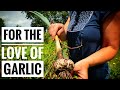 HUGE Garlic Harvest | NO DIG Gardening!