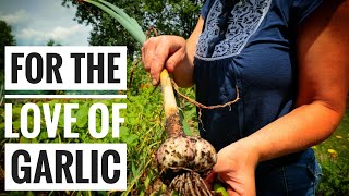 Huge Garlic Harvest No Dig Gardening