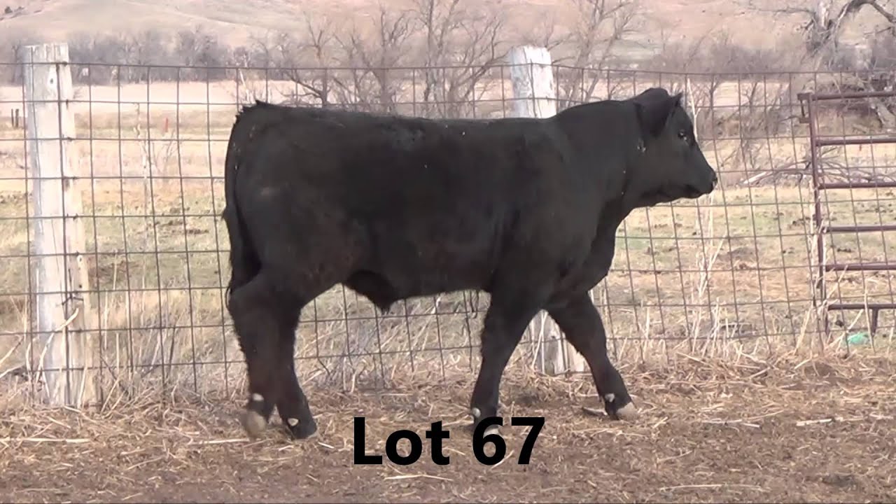 Lot 67 St.Onge Livestock Bulls to sell April 1, 2016 1 pm Mst St